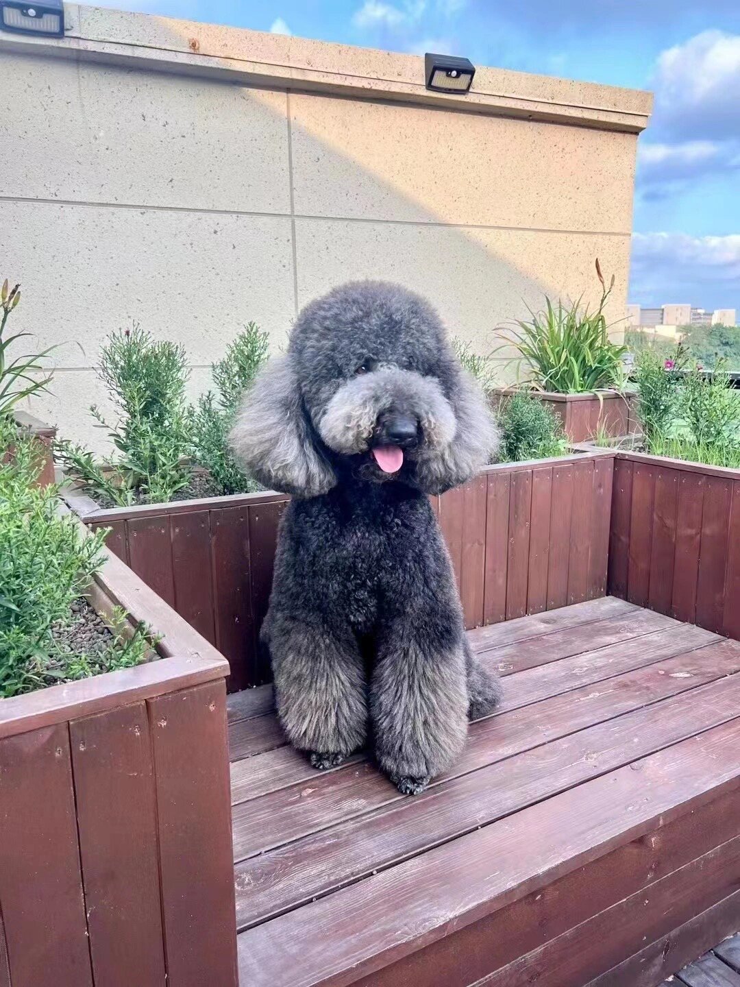 丢失的狗狗是巨型贵宾犬 名字叫罗西 灰黑色 体型较大 身长1米2左右