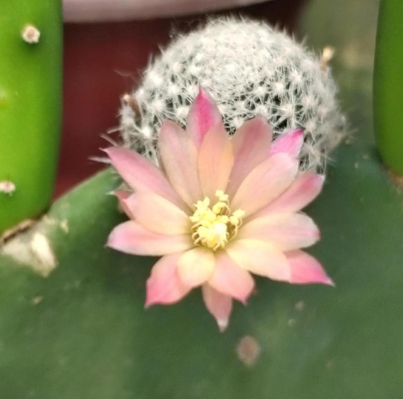 复色宝山仙人球开花还是蛮漂亮的,它属于小型仙人球,球体不大,花也不