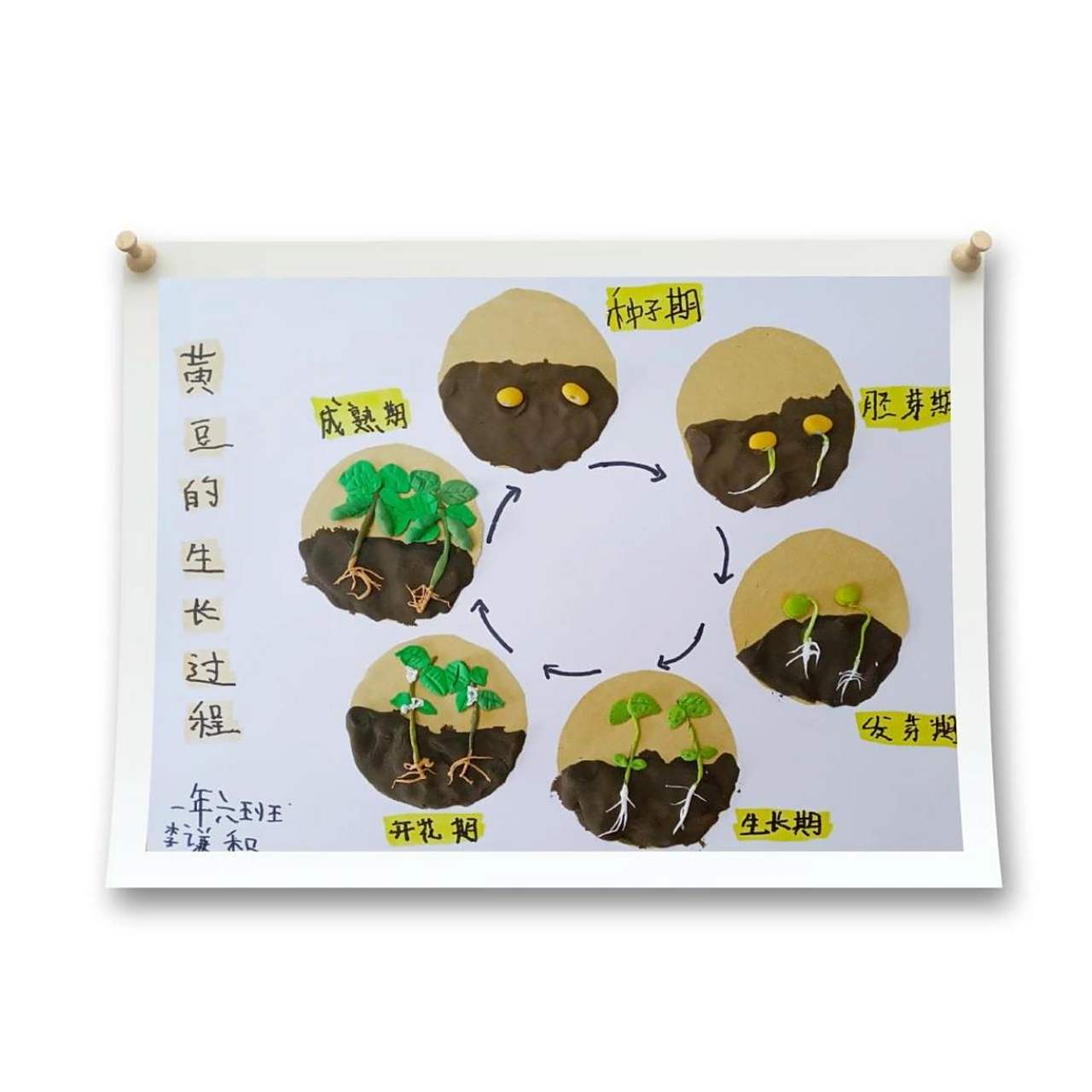 植物观察记录——《黄豆的生长过程》 适合孩子动手来做的粘土画.