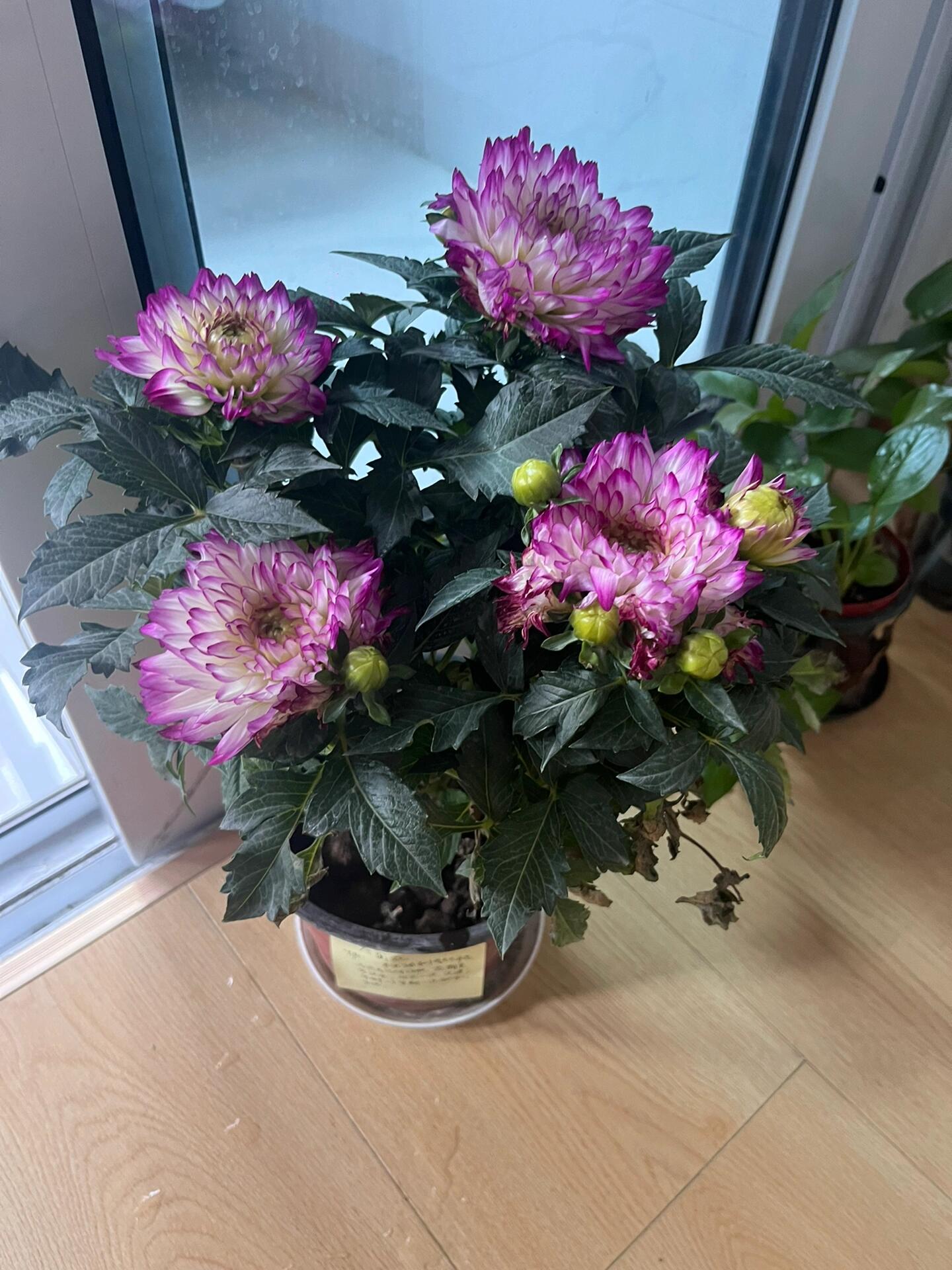 路边12元买的大丽花