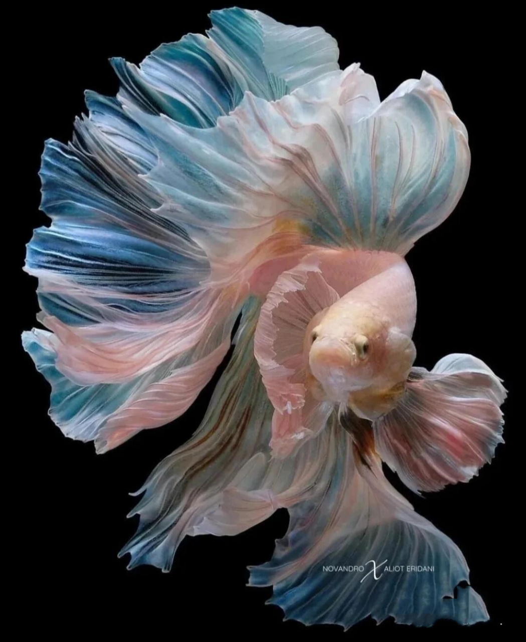 学生党一枚,最近迷上了斗鱼,想问问该怎么养,缸需要多大的(比较想养