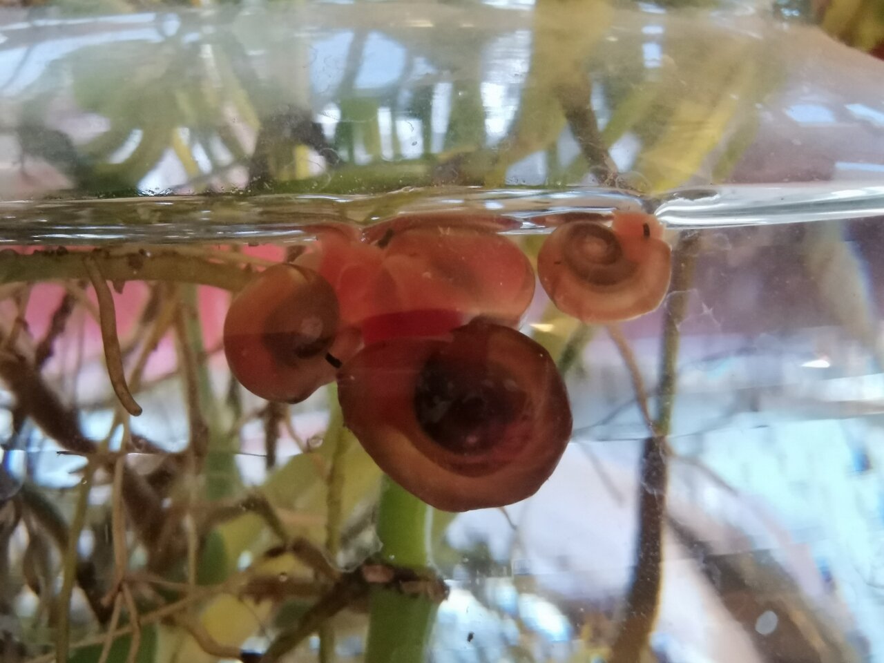 问下大家在水里的这个蜗牛叫啥