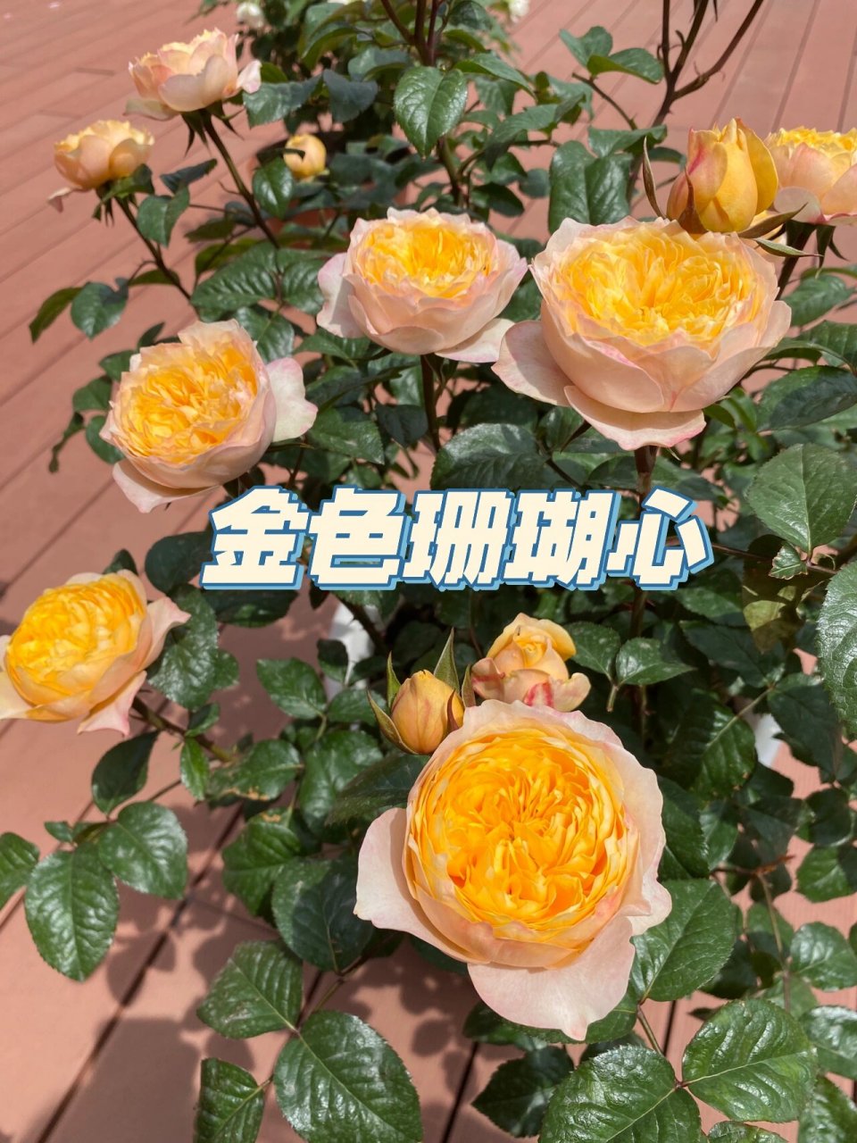 灌木月季|金色珊瑚心 图片记录了它从五一初开到5.15号的盛放.