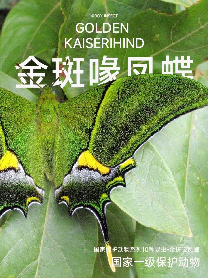 我国的国蝶-金斑喙凤蝶 金斑喙凤蝶被誉为昆虫界的"大熊猫",世界八大