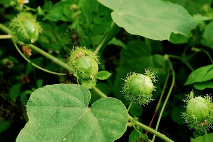 龙珠果 药用价值图片