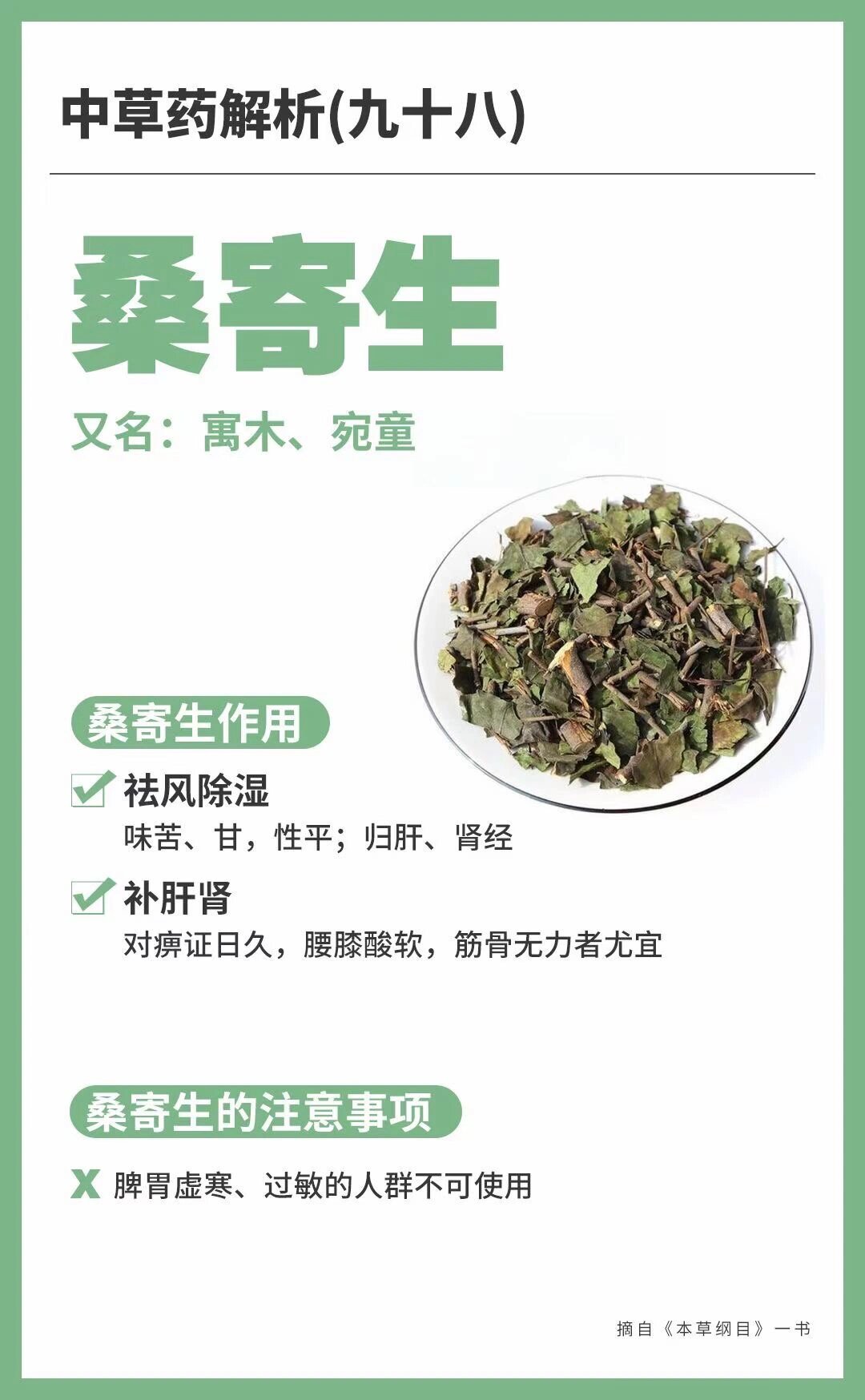 桑寄生的功效与作用图片