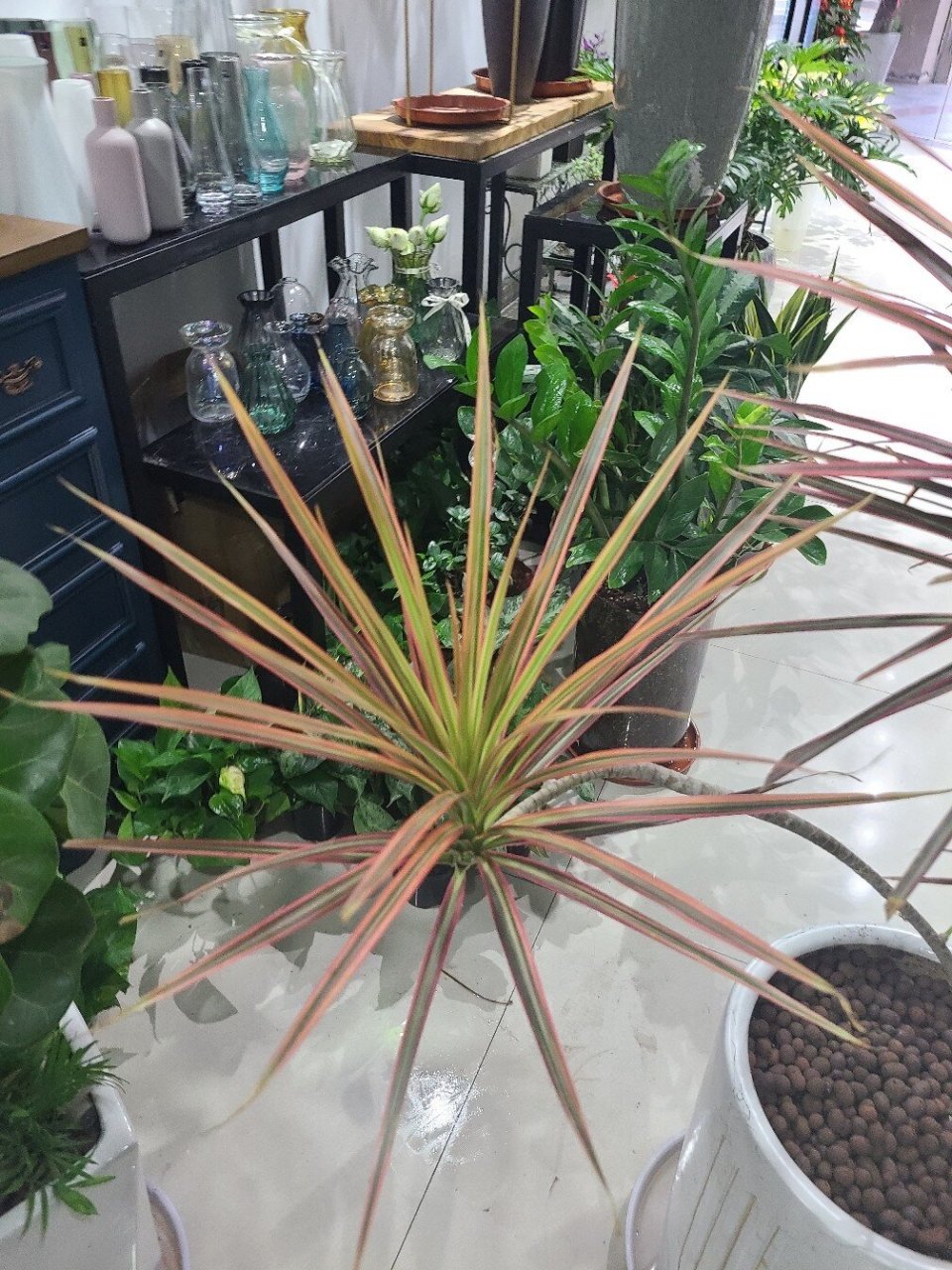 千年木,红边龙血树 多用于装饰公共空间.