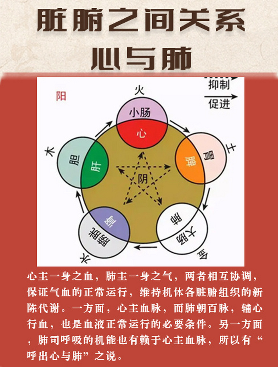 中医学习:脏腑之间关系!