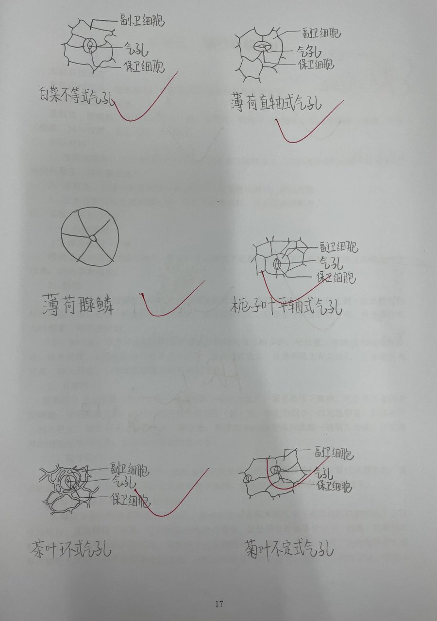 气孔轴式图五种图片