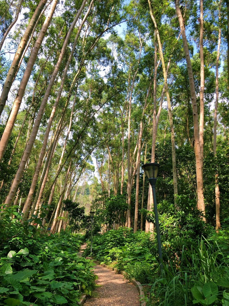 炎炎夏日,推荐最近去过2次的"京溪生态公园-龙眼洞森林公园"线路