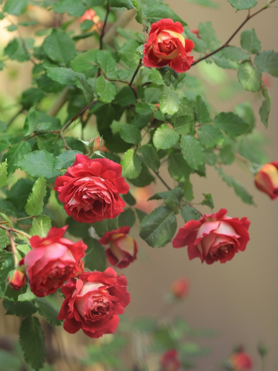 爬藤月季-藤宝贝 爬藤月季-藤宝贝,非常优秀的品种,花美,勤花,单朵