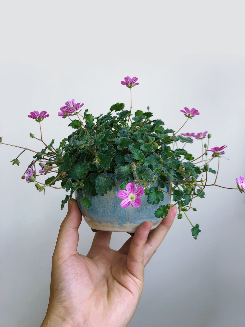 春天灿烂  夏天摆烂的花—姬风露草       迷你可爱的姬风露草,开花小