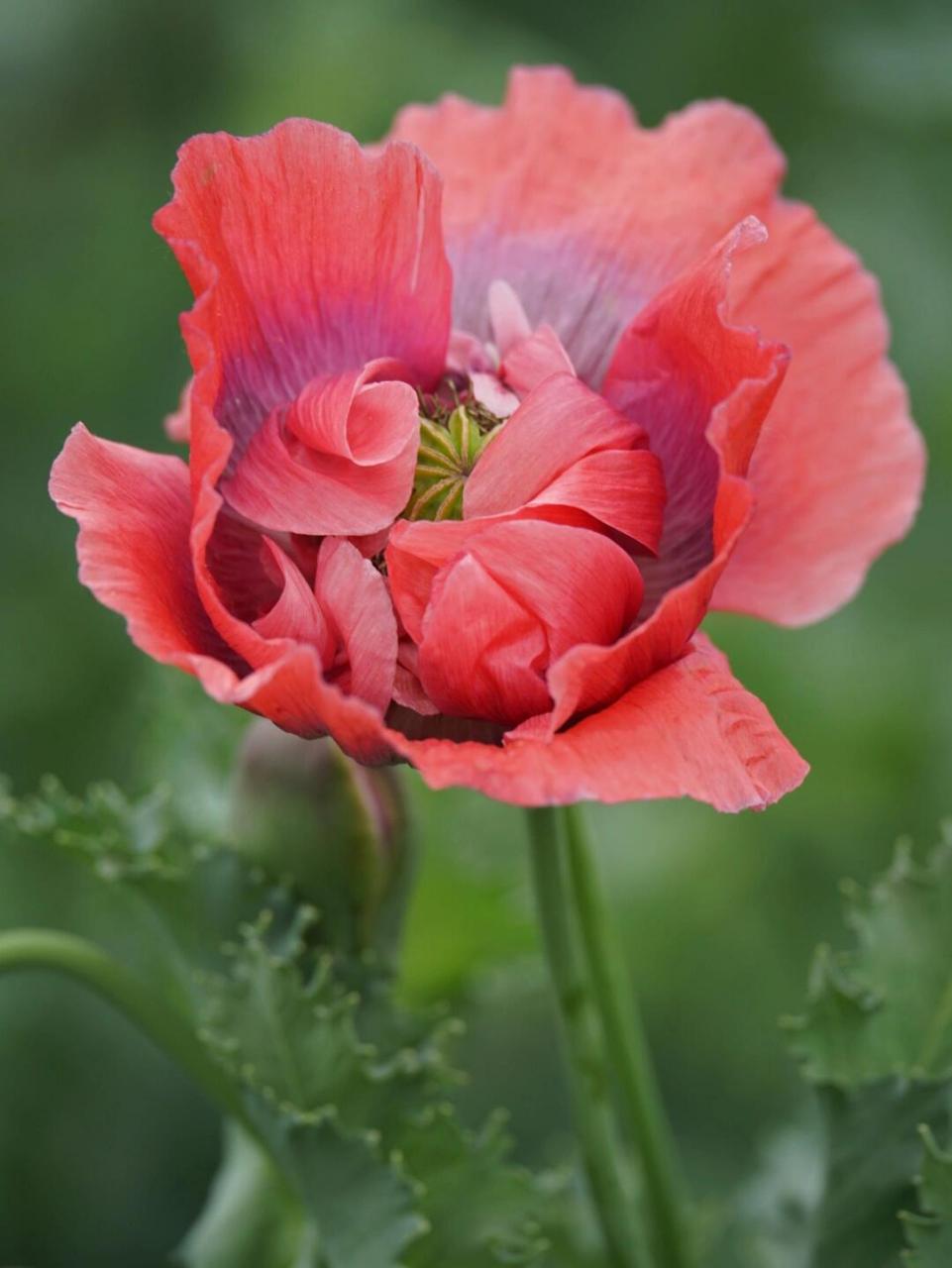 罂粟花拍摄于2022.05.07北京国家植物园南园