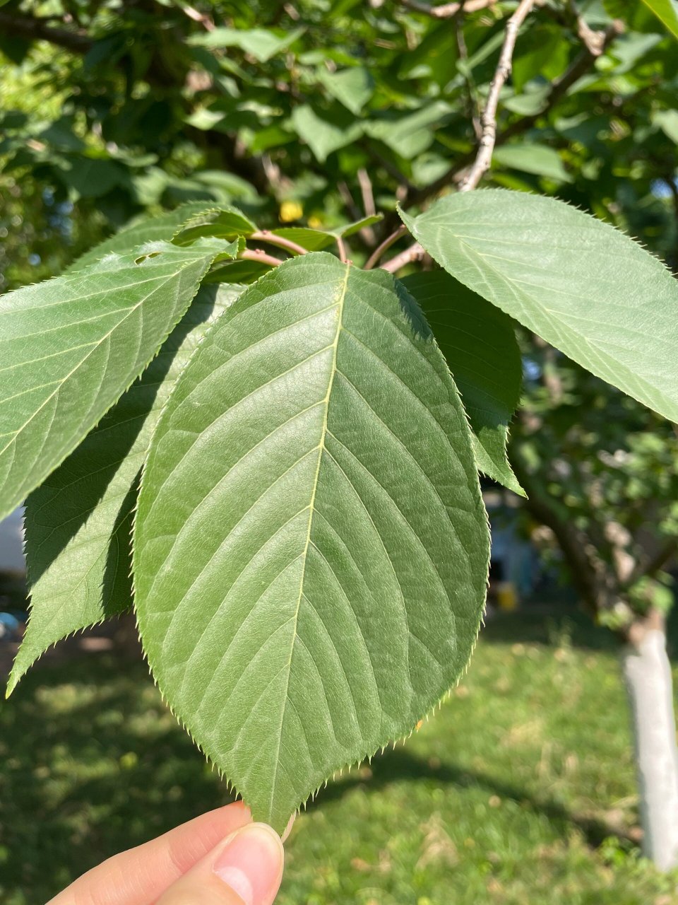 交大植物图鉴 日本晚樱 日本晚樱是蔷薇科李属的落叶乔木植物,叶片