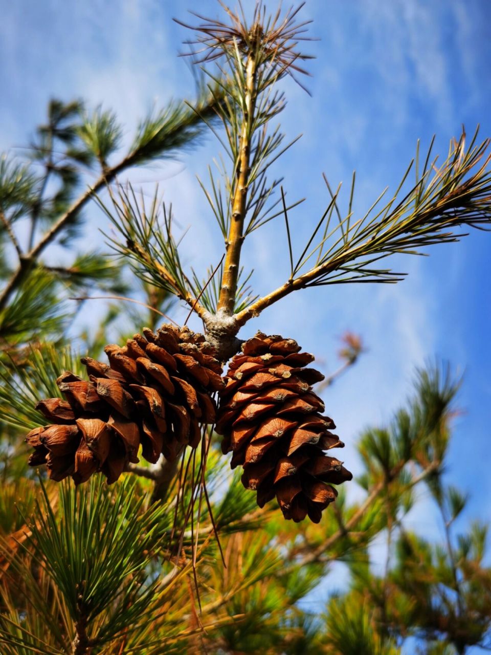 华山松果实记录!