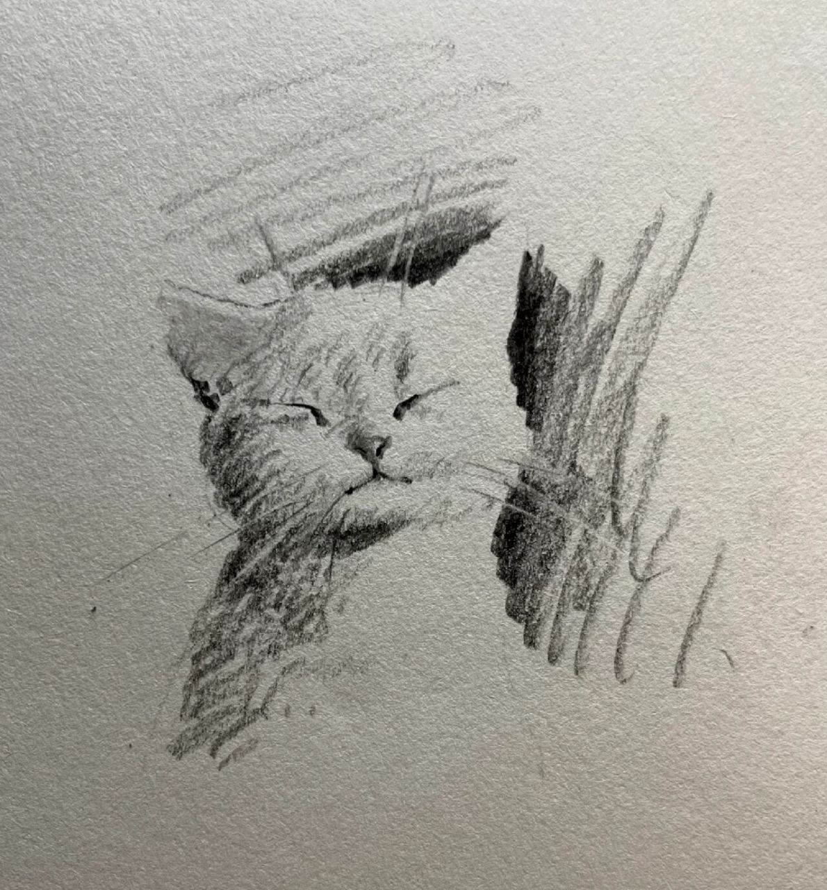 叫上喜欢布偶猫的朋友一起来看,简单又治愈的布偶猫小画