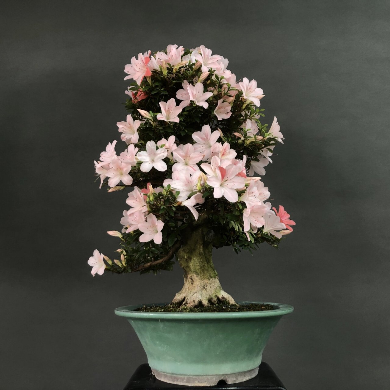 皋月杜鹃～日光 #植物# #花草# #皋月杜鹃# #盆景# #盆栽