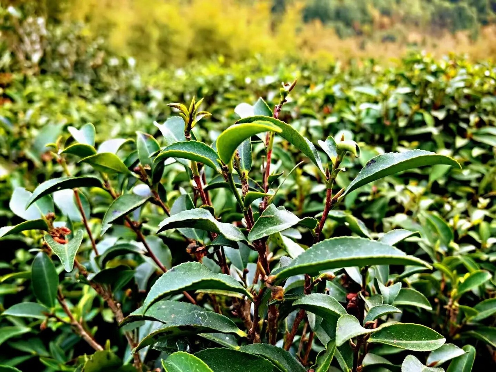 原种六堡茶,就是原来生长在六堡的茶树,苍梧群体种属于原生六堡之一