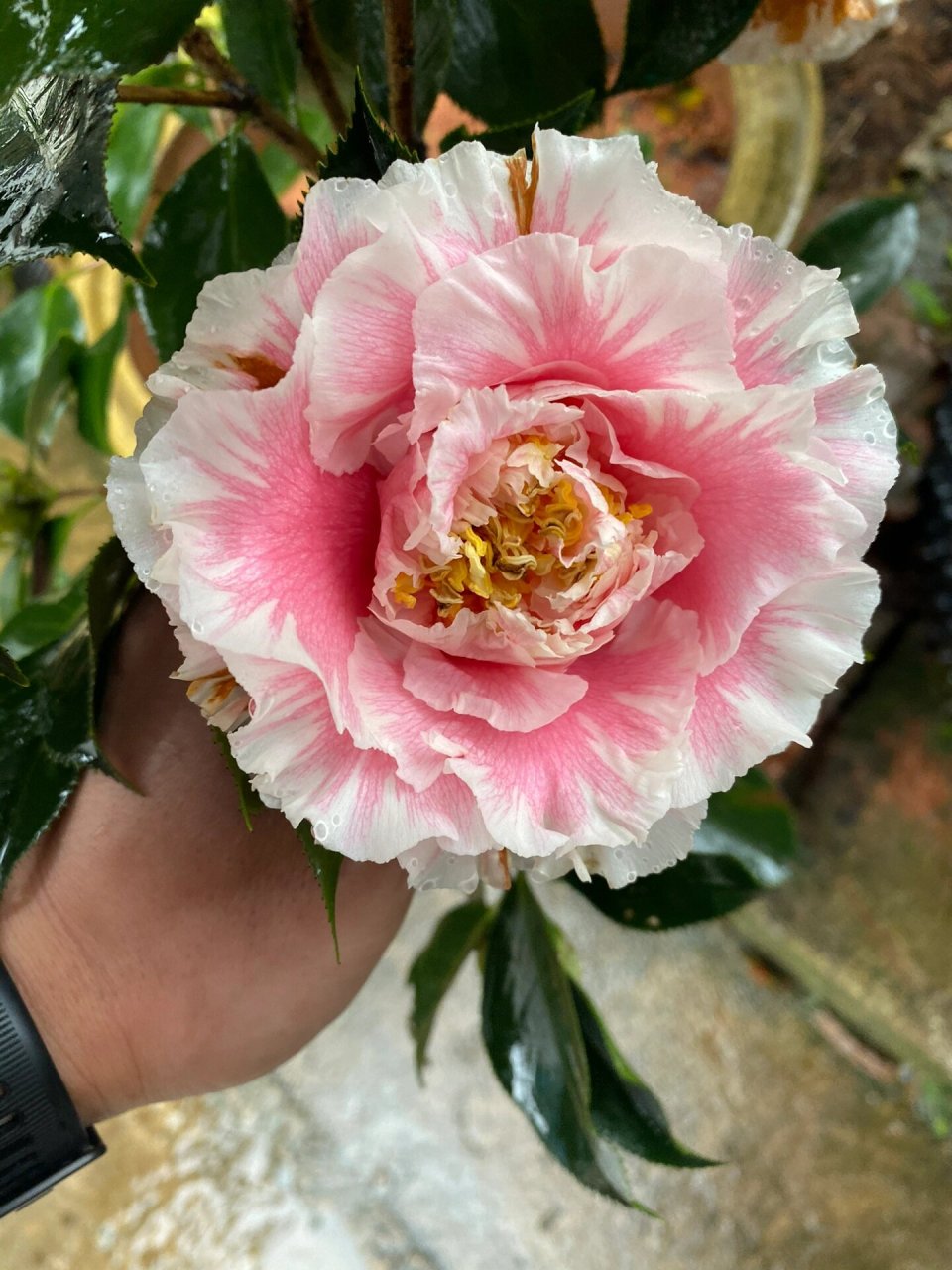 拖桂型的巨型花,一款经典的茶花品种!我搬运,你欣赏!