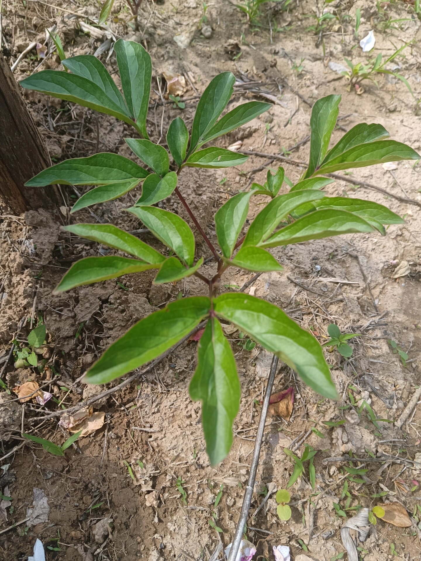 白芍 芍药 白芍就是通常我们所说的芍药,为毛莨科植