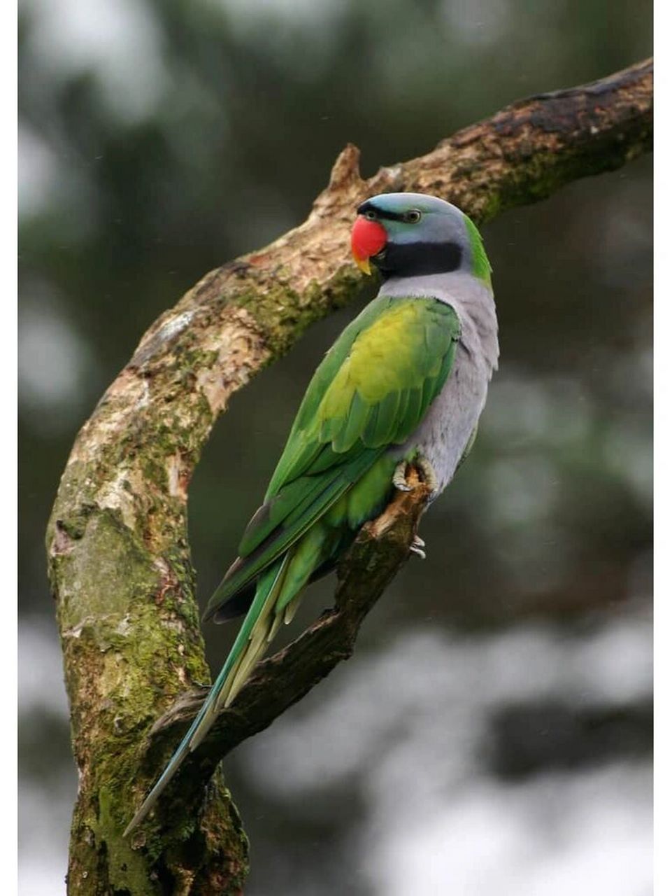 大绯胸鹦鹉 又名: 大紫胸鹦鹉,德比勋爵鹦鹉 尺寸: 50厘米(19.