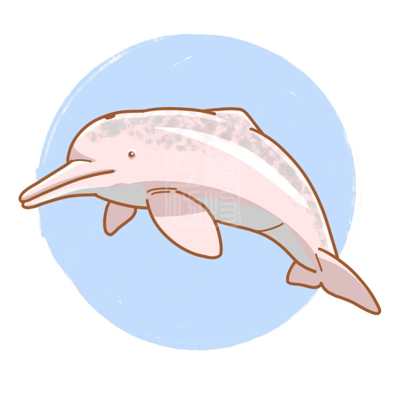 插画|中华白海豚 你最喜欢哪一只呢