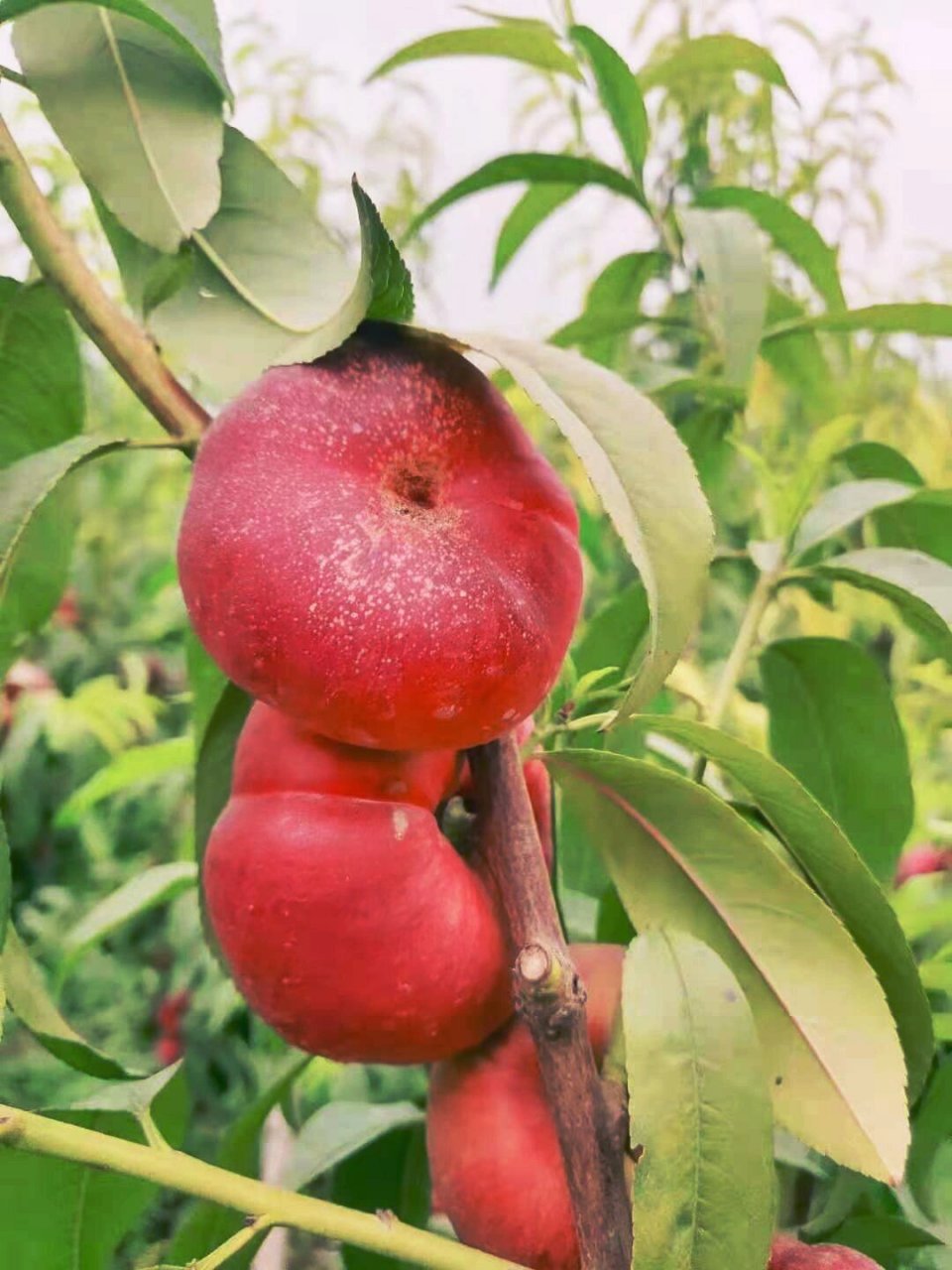 新疆蟠桃～ 这个桃子99真的真的也太好吃了叭!