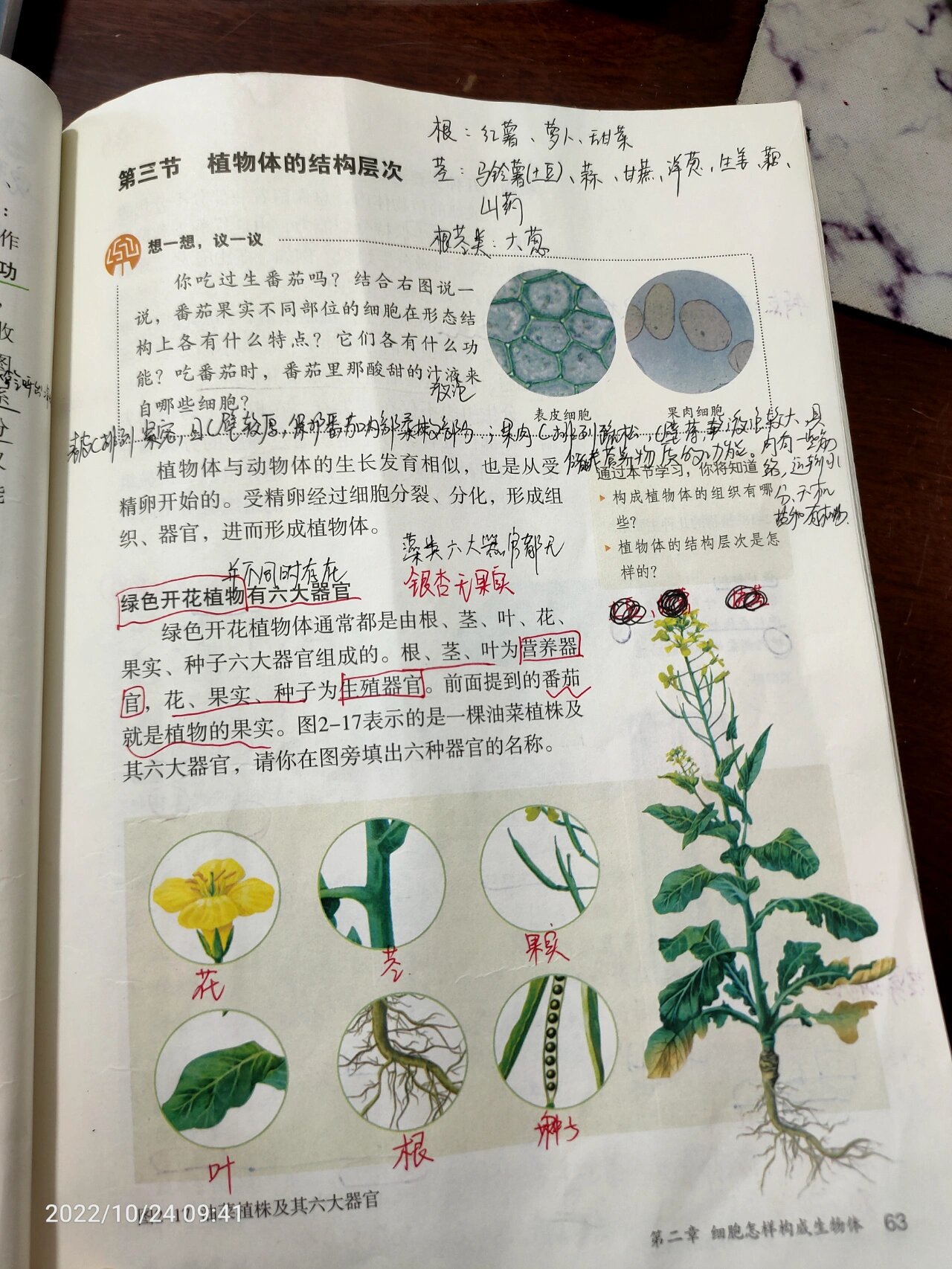 植物体的结构层次