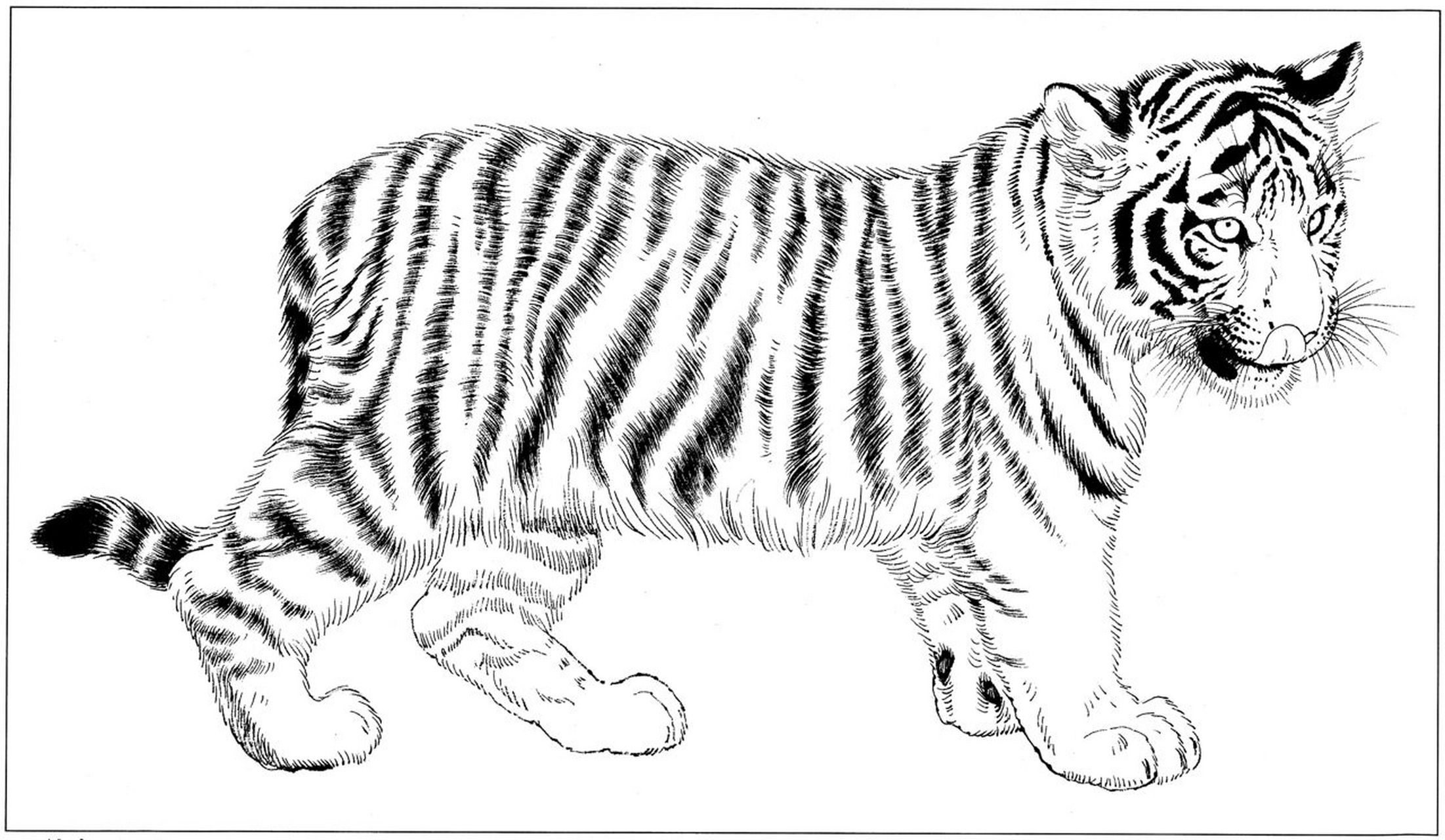 【工笔白描动物素材】56615"老虎"支持细节放大 工笔白描动物形态