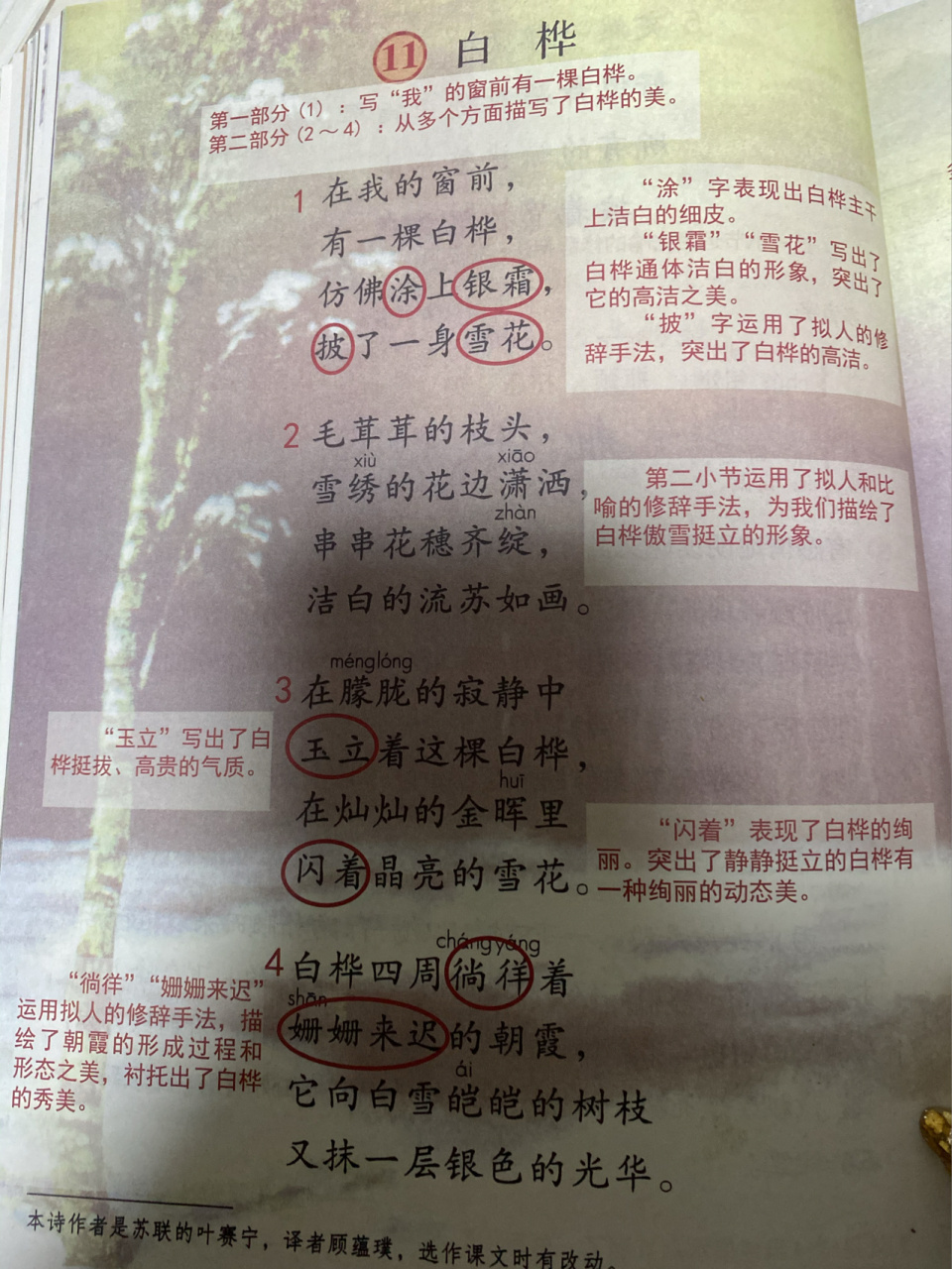 「课堂笔记」四下语文11《白桦》 叶赛宁的抒情诗《白桦》于1914年