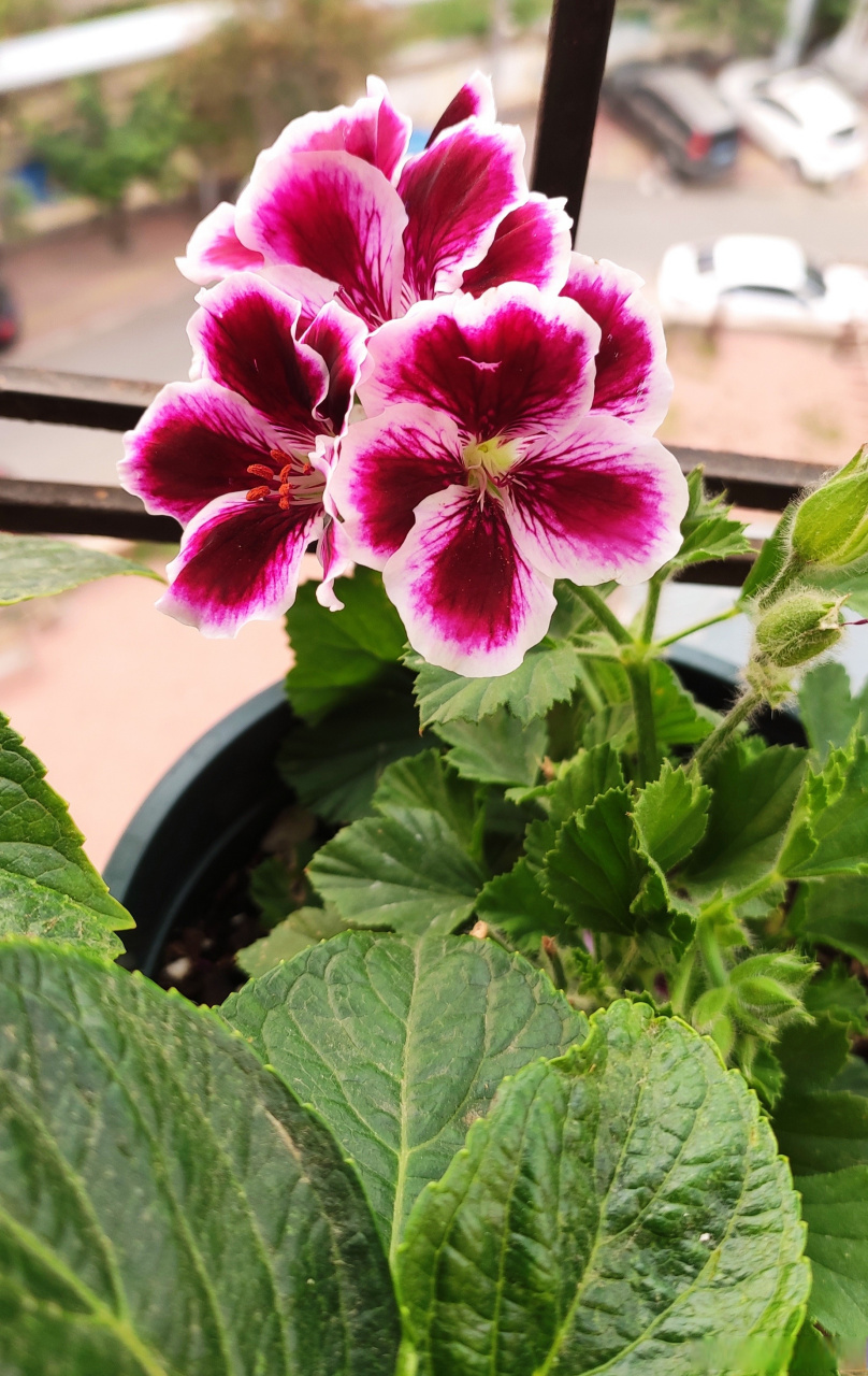 初养大花天竺葵,蝴蝶梅帝国.据说勤花好养