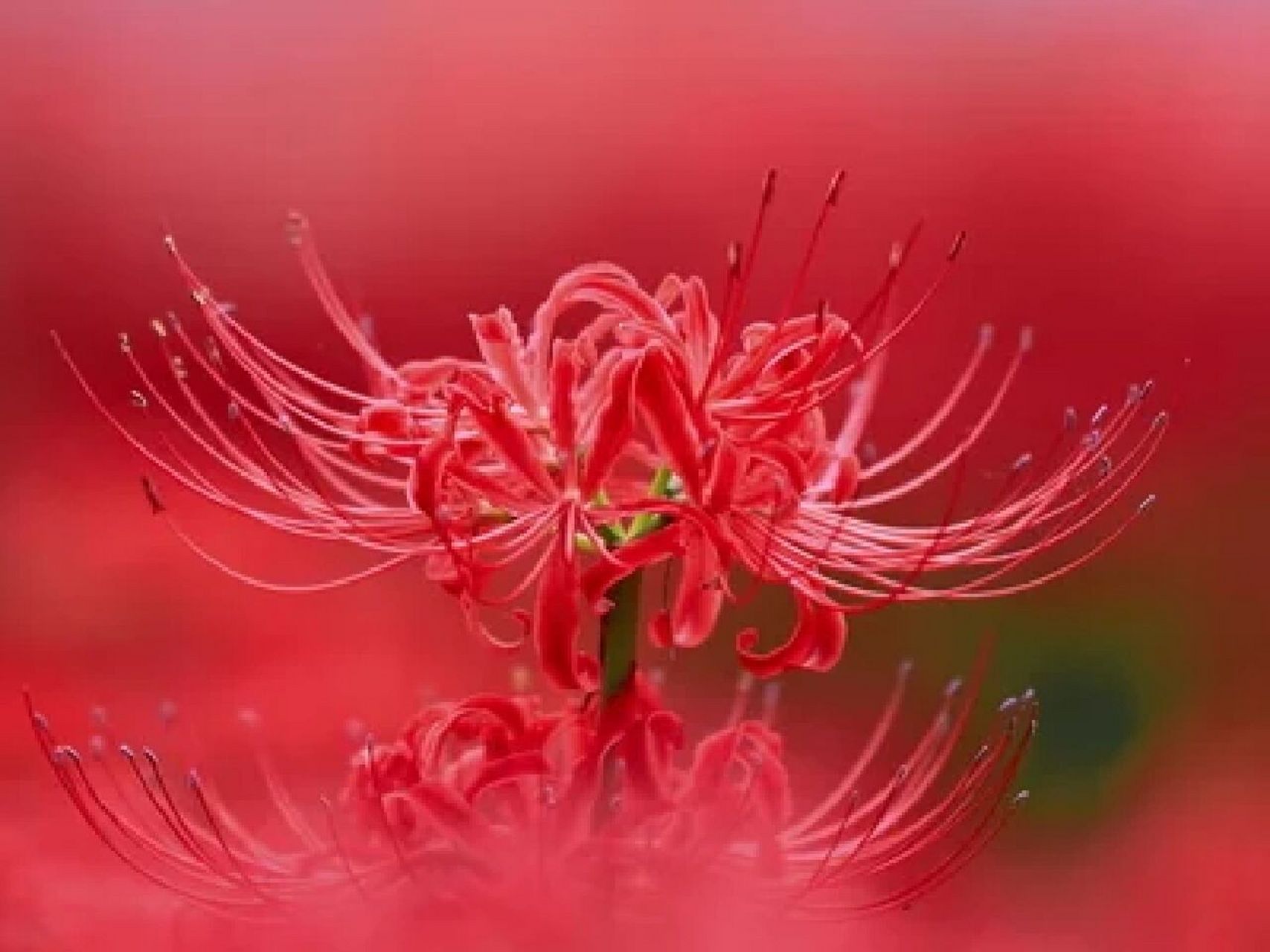 曼珠沙华 曼珠沙华(彼岸花)中国的花语是「优美纯洁」,日本的花语是