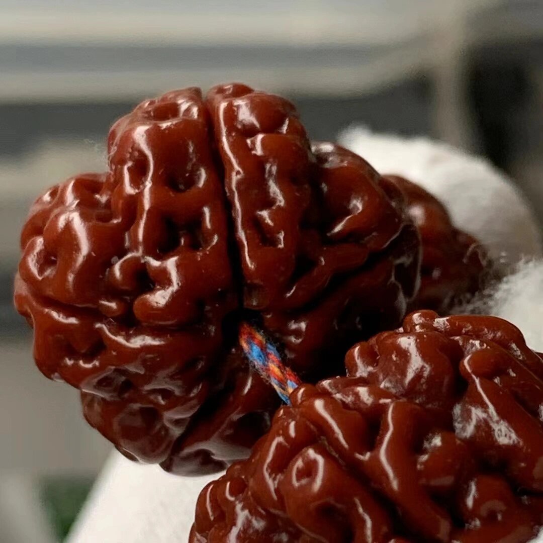 帝王花小金刚大尺寸一步到位的串 完美毕业级帝王花小金刚