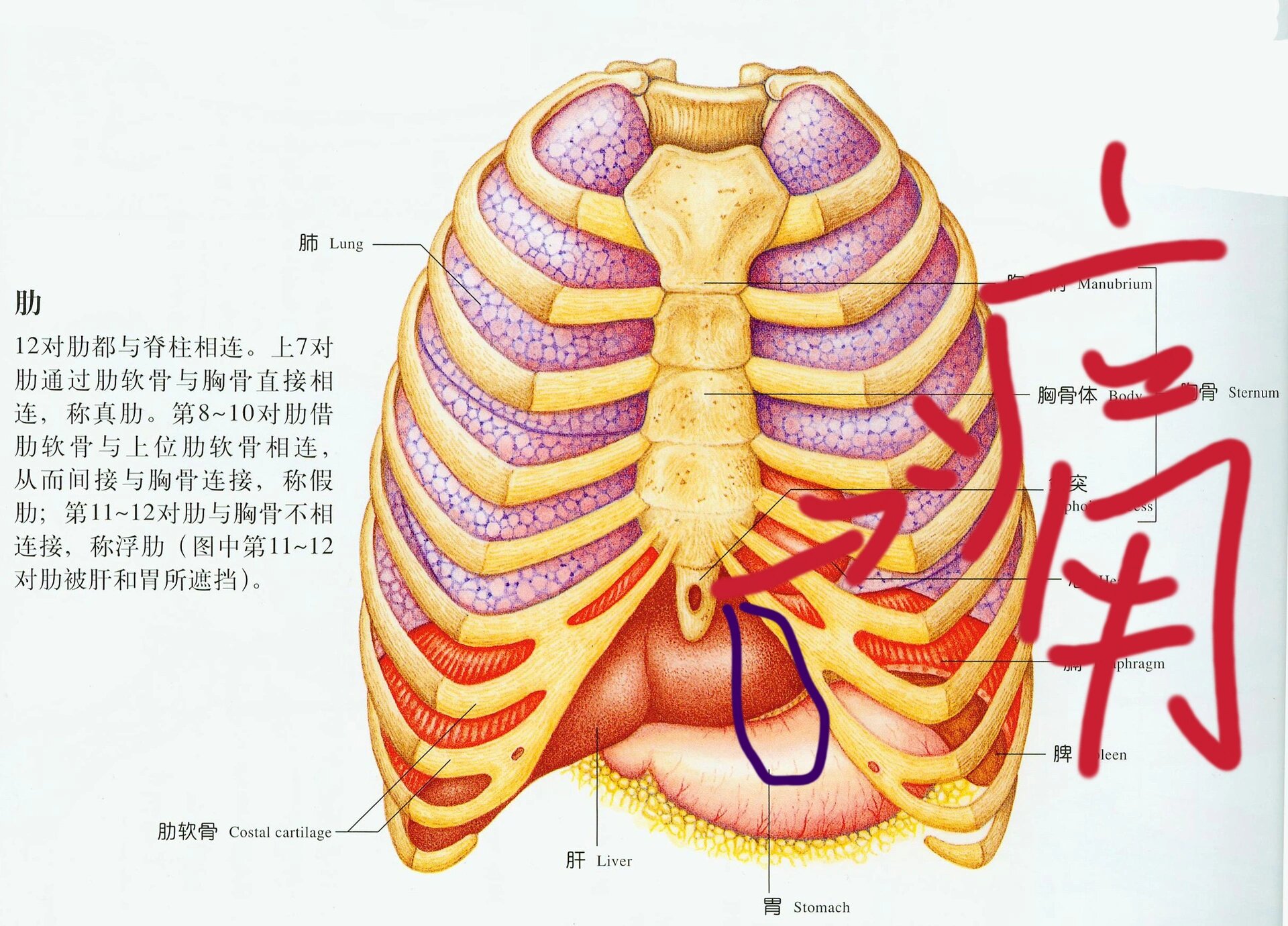 肋骨下面痛 肋骨下方使力就痛 痛了三天了 因为有一点胃病 最近吃的