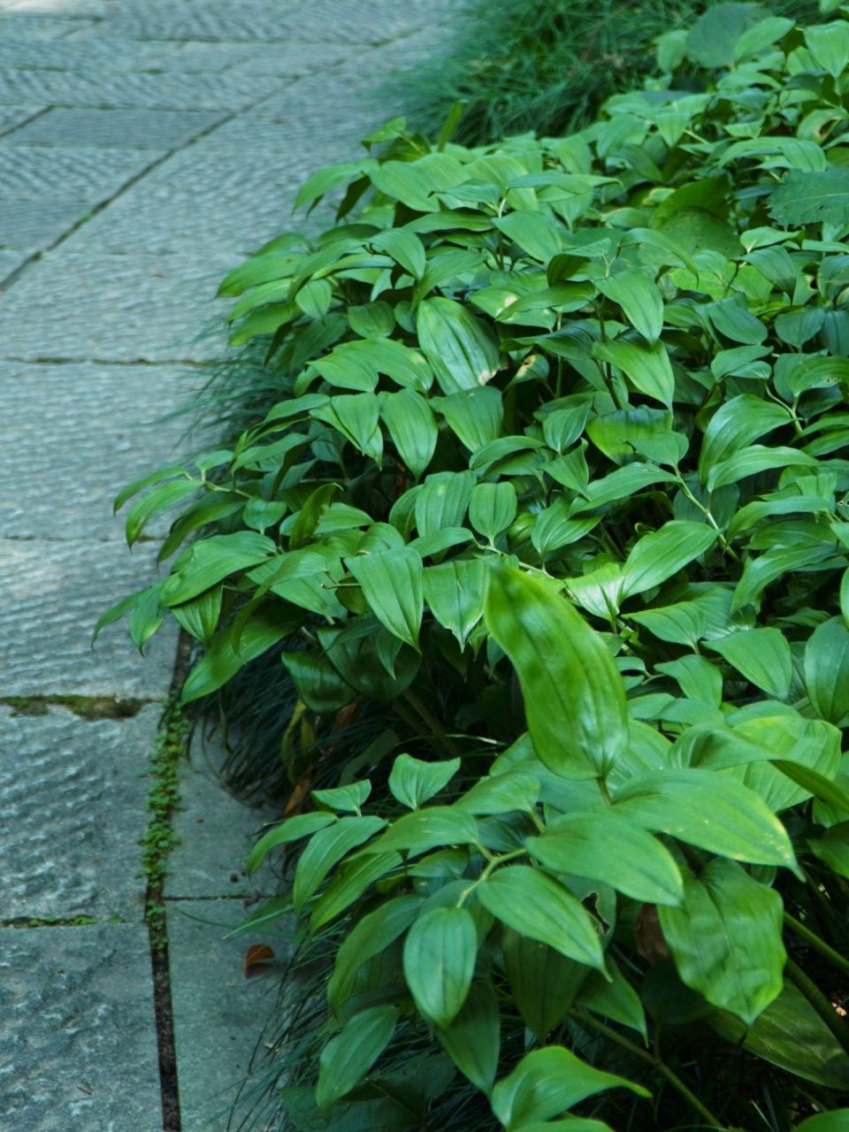 耐阴植物(四) 散斑竹根七 散斑竹根七02 disporopsis aspersa 94