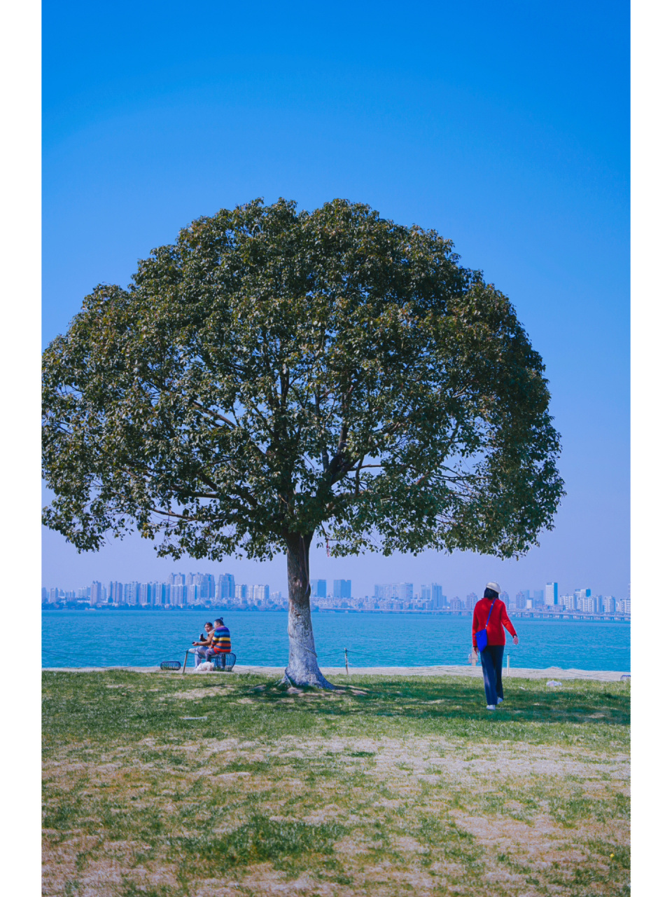 苏州半月湾一棵树图片