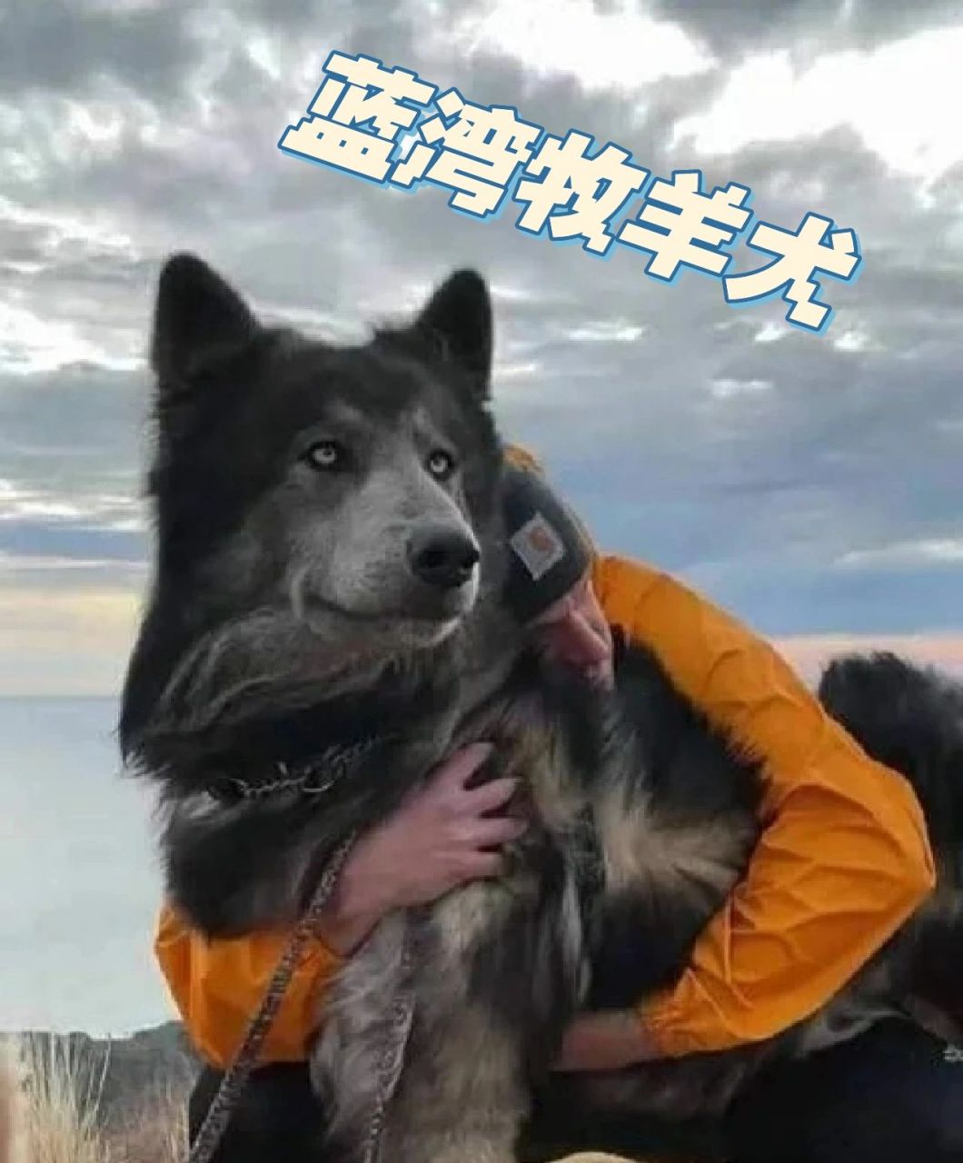 炒到一万一只的蓝湾牧羊犬 请冷静消费
