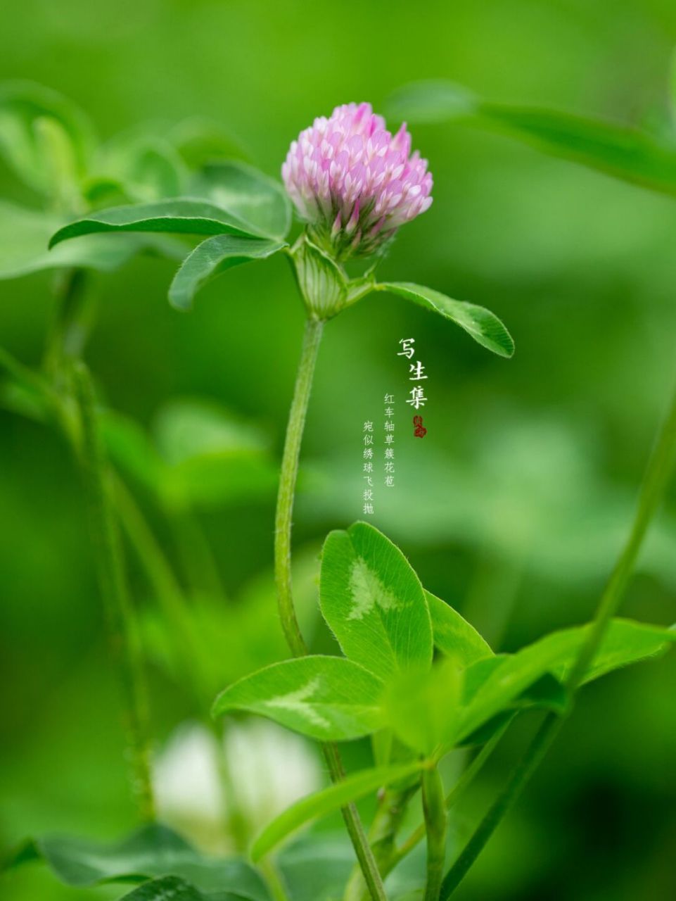 红车轴草(trifolium pratense l.