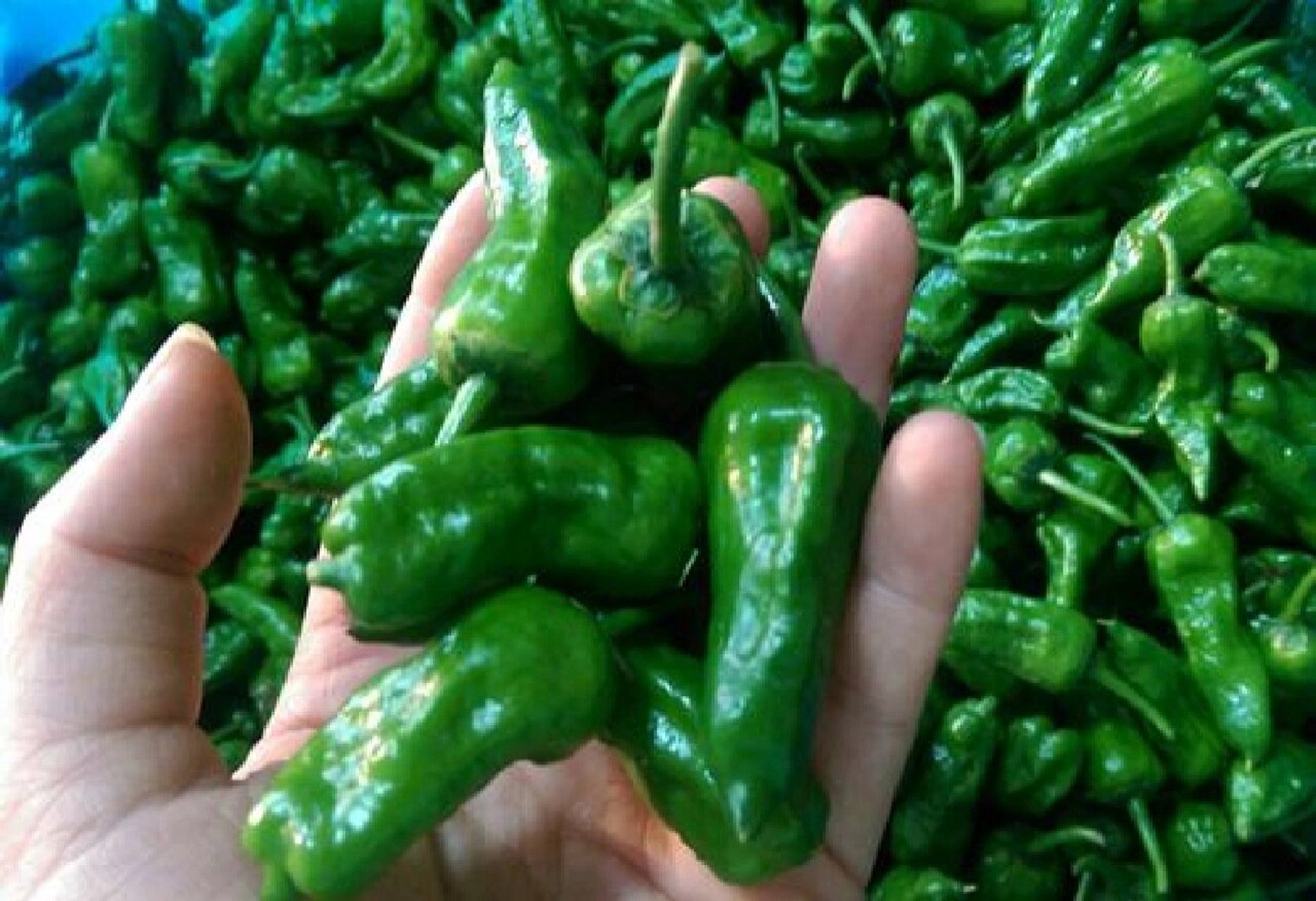 说说我们江西特产美食篇 先说我们上饶余干枫树辣椒,大家畅所欲言