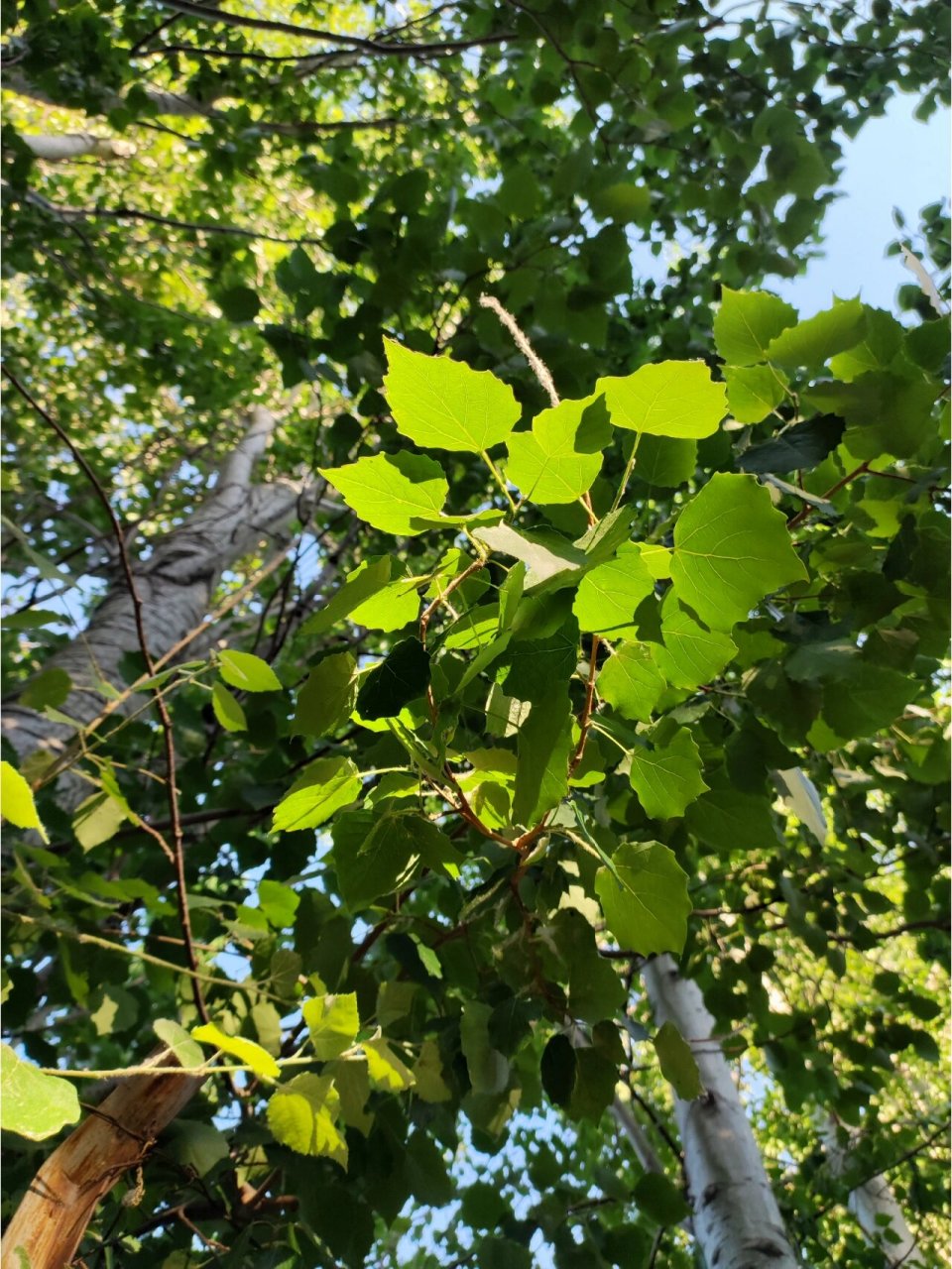 杜仲山楂白蜡树|花椒杨树悬铃木