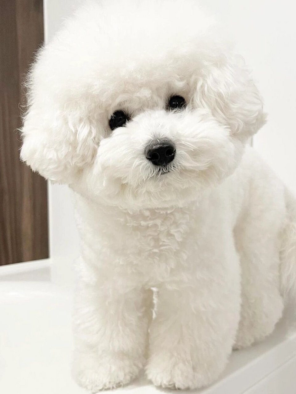 养过比熊犬的人都清楚, 比熊犬是一只体味不大的狗狗,所以没有必要