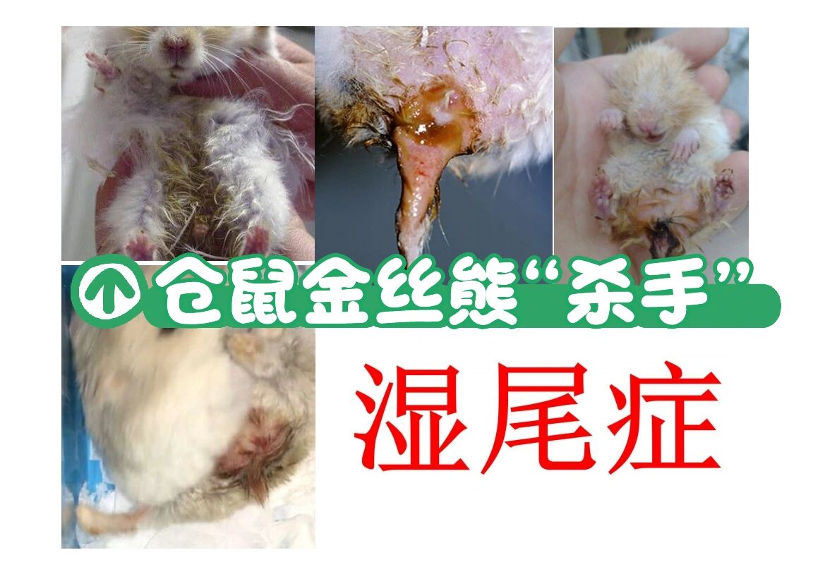更新仓鼠金丝熊湿尾症科普救治方法流程
