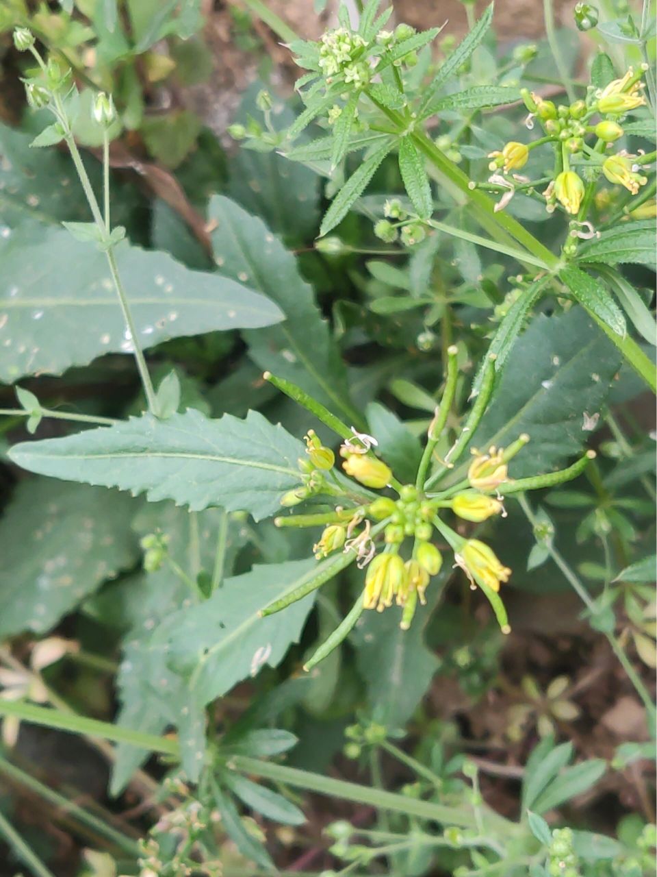 花期4-6月,果期6-8月. 简单get:野菜.