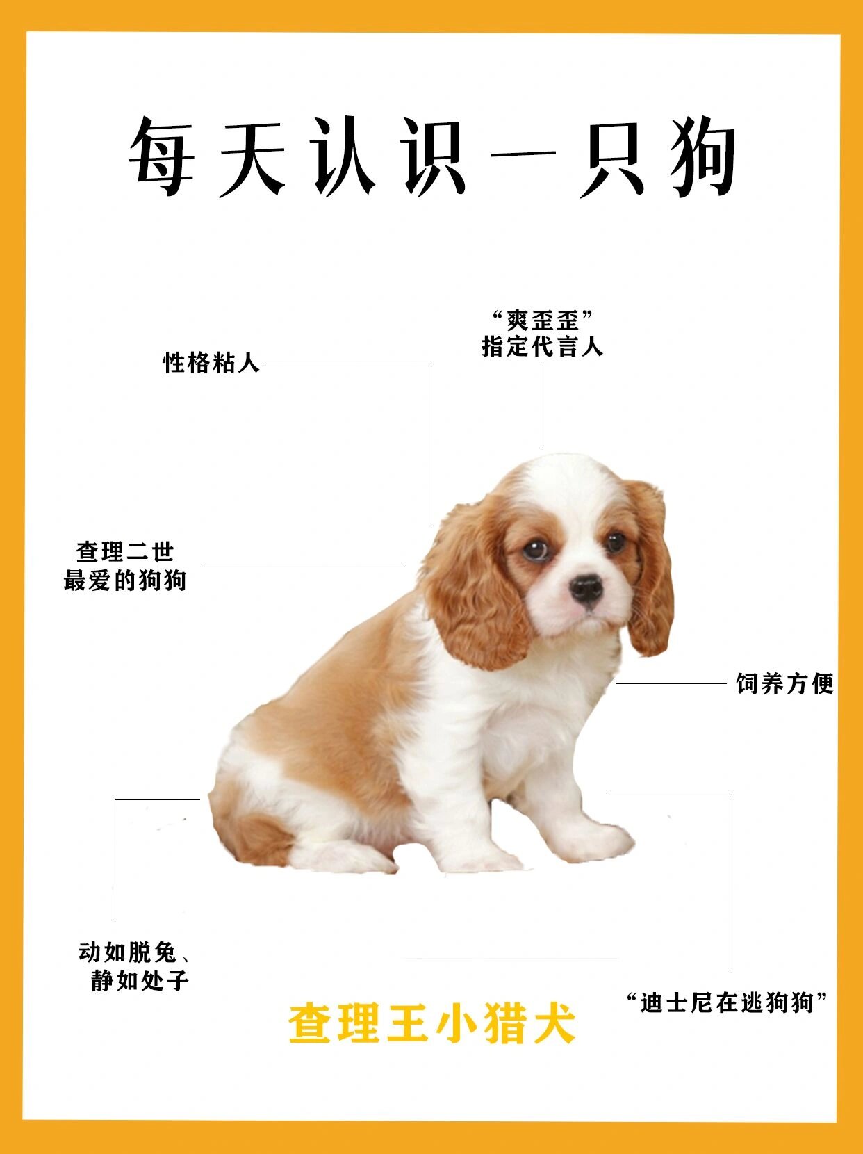 查理王犬的智商图片