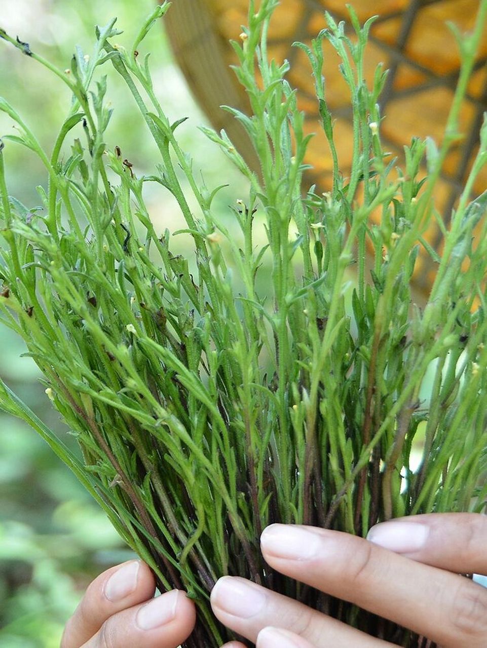 带大家见识一下新鲜的独脚金丫 农村土生土长的 也独脚金,现摘/干1块