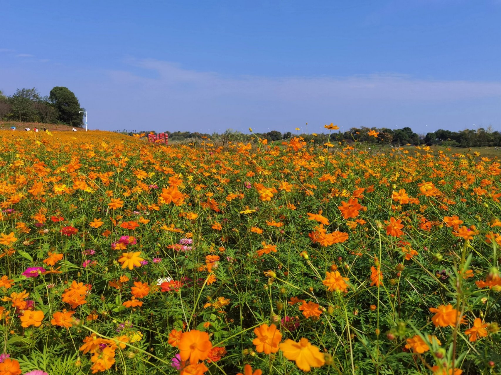益阳美景 石洲公园的花开了,又是一年了.