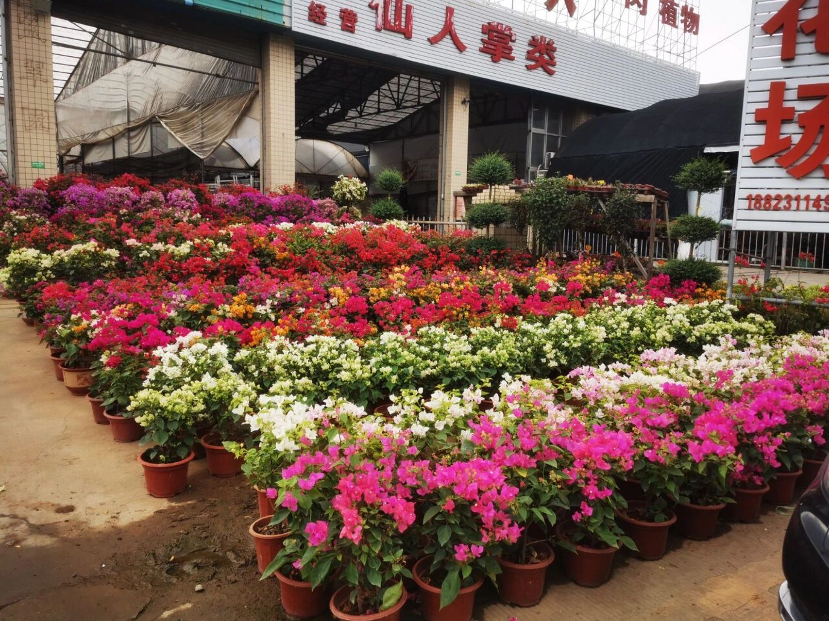 打卡广东最大绿植盆栽批发市场—广州花博园 很久没更新了,今天趁着来