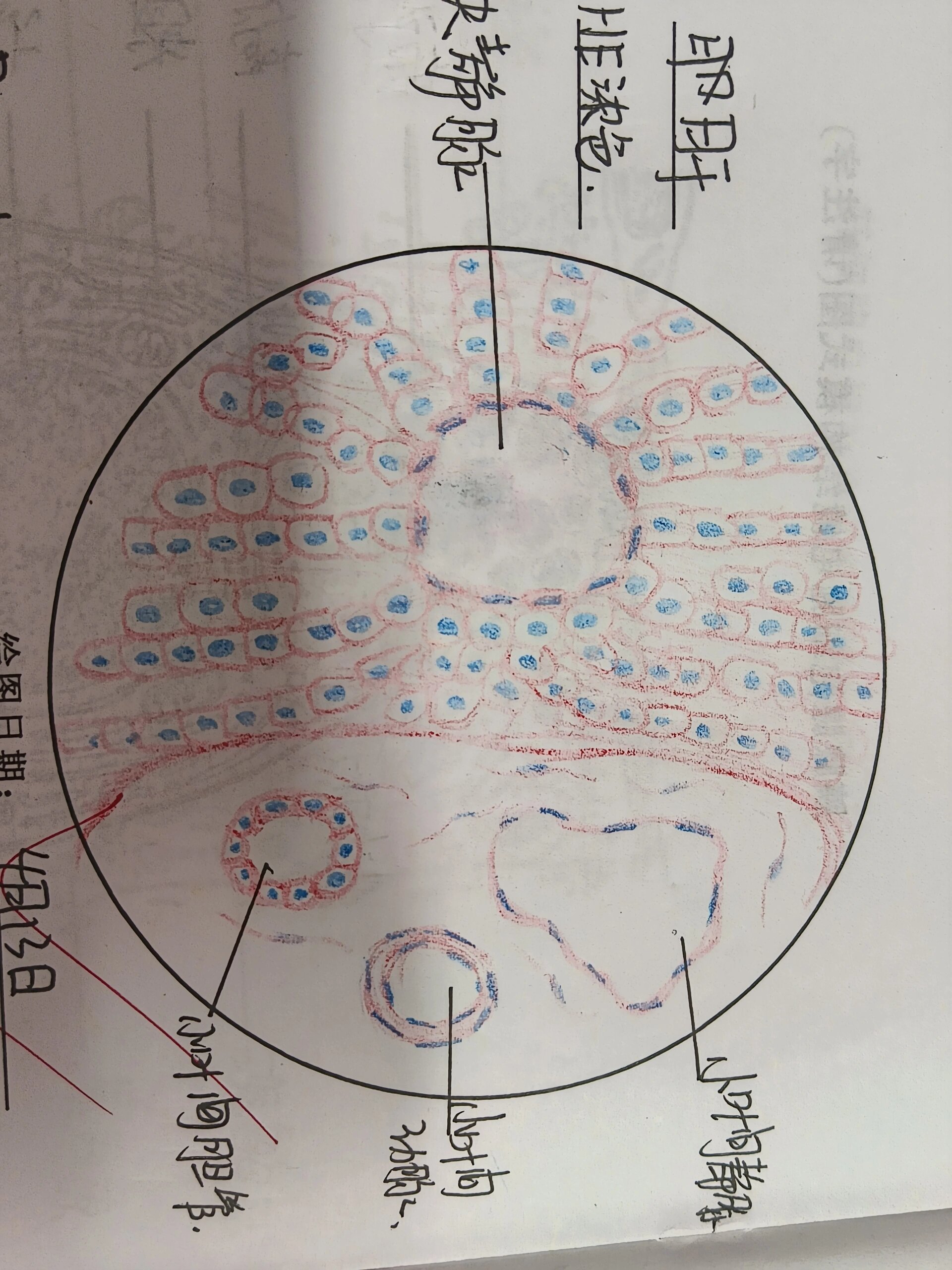 肝小叶红蓝铅笔图片