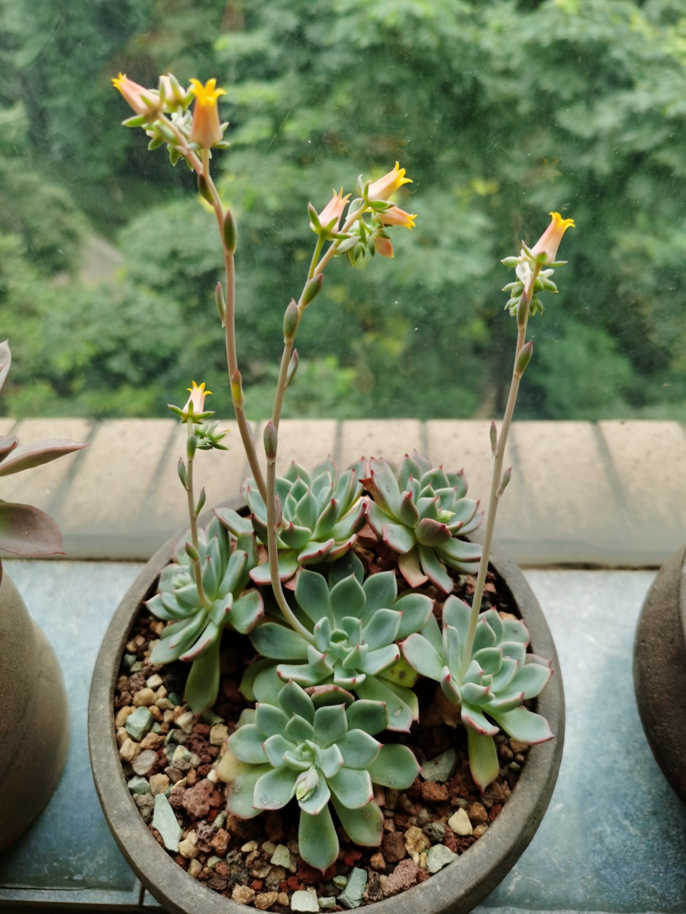 多肉花剑如何处理 多肉花剑该怎么处理呢?是减掉好还是留下好呢?