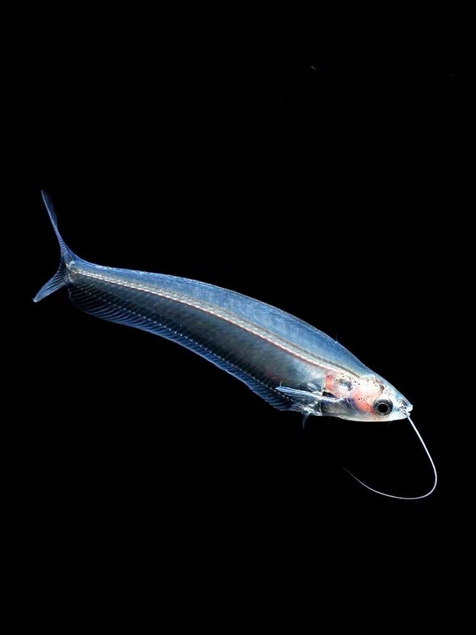 🐟名:玻璃猫 别称:玻璃缺鳍鲶 玻璃猫鱼成鱼体长10～12厘米左右